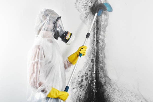 Best Post-Construction Mold Inspection  in Bethany, IL
