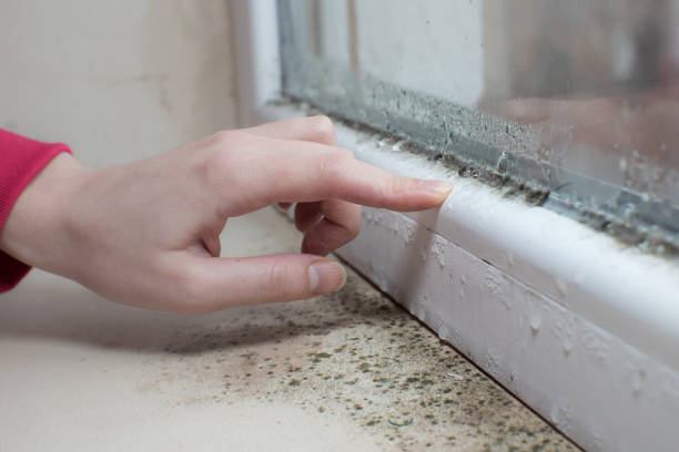 Best Mold Odor Removal Services  in Bethany, IL